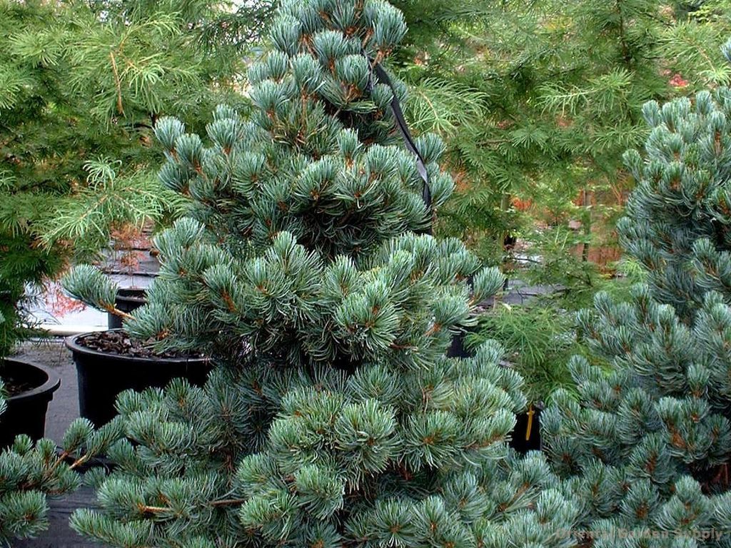 Сосна кедровая Глаука (Pinus cembra Glauca) 7,5л 60-80