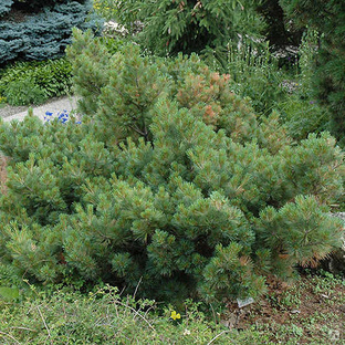 Сосна Веймутова Макопин (Pinus strobus Macopin) 5л 30-40см 
