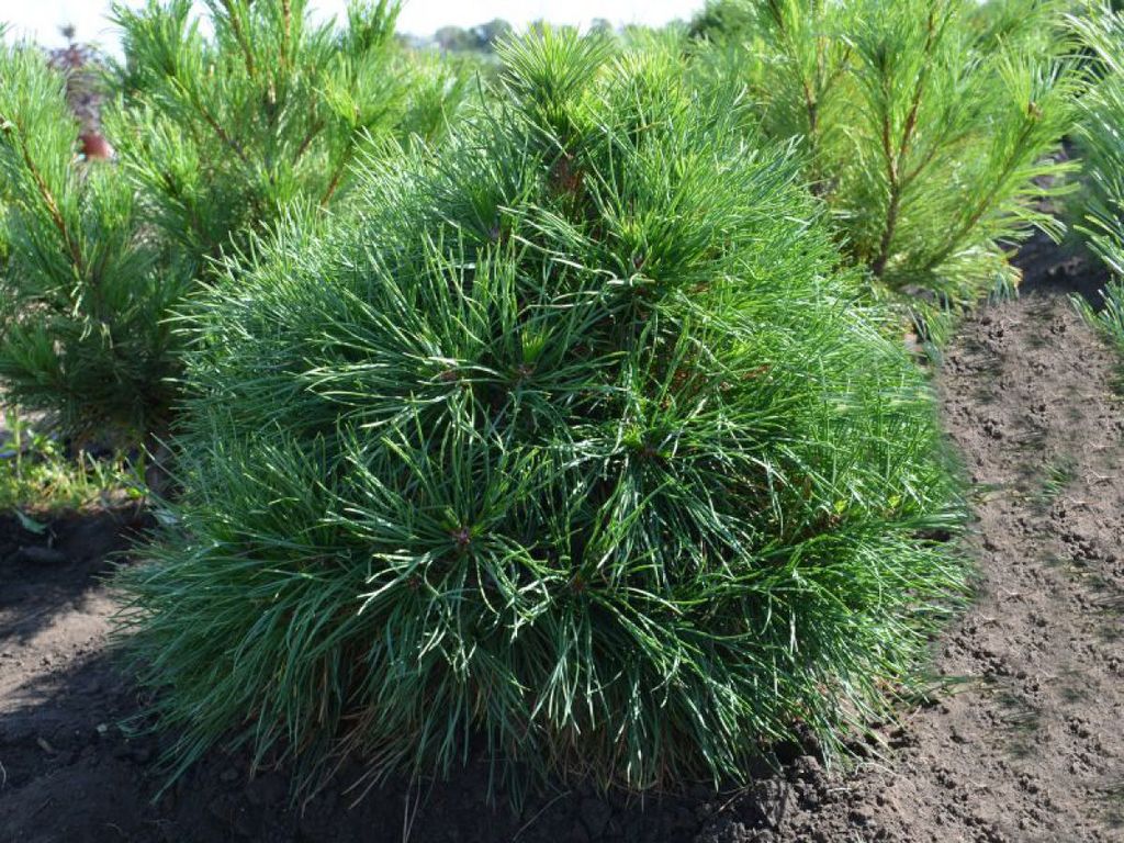 Сосна черная Глобоза (Pinus nigra Globosa) 10л 45х45см