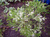 Туевик поникающий Вариегата (Thujopsis dolabrata Variegata) 40-60см 5л #3