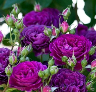 Роза флорибунда Пурпл Эден (Purple Eden) 