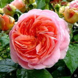 Роза флорибунда Chippendale 
