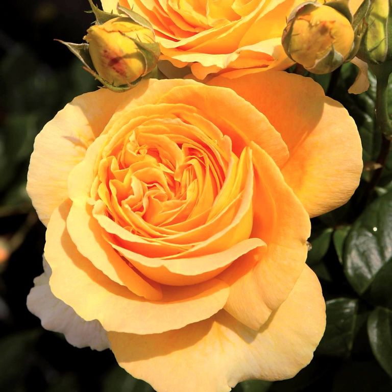 Роза чайно-гибридная Candlelight