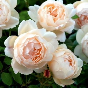 Роза флорибунда Marie Antoinette