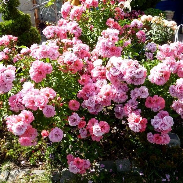 Роза флорибунда Pink Symphonie
