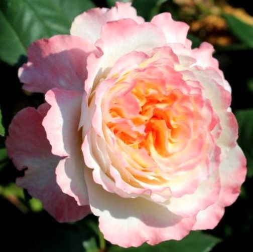 Роза чайно-гибридная Maracuya