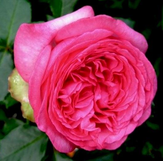 Роза чайно-гибридная Walzertraum