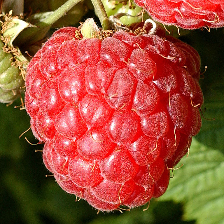Малина Октавия (Rubus idaeus Oktavia) 3л