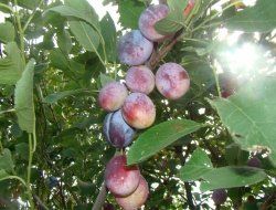 Слива Величавая (Prunus domestica) 5-10л 180-200см