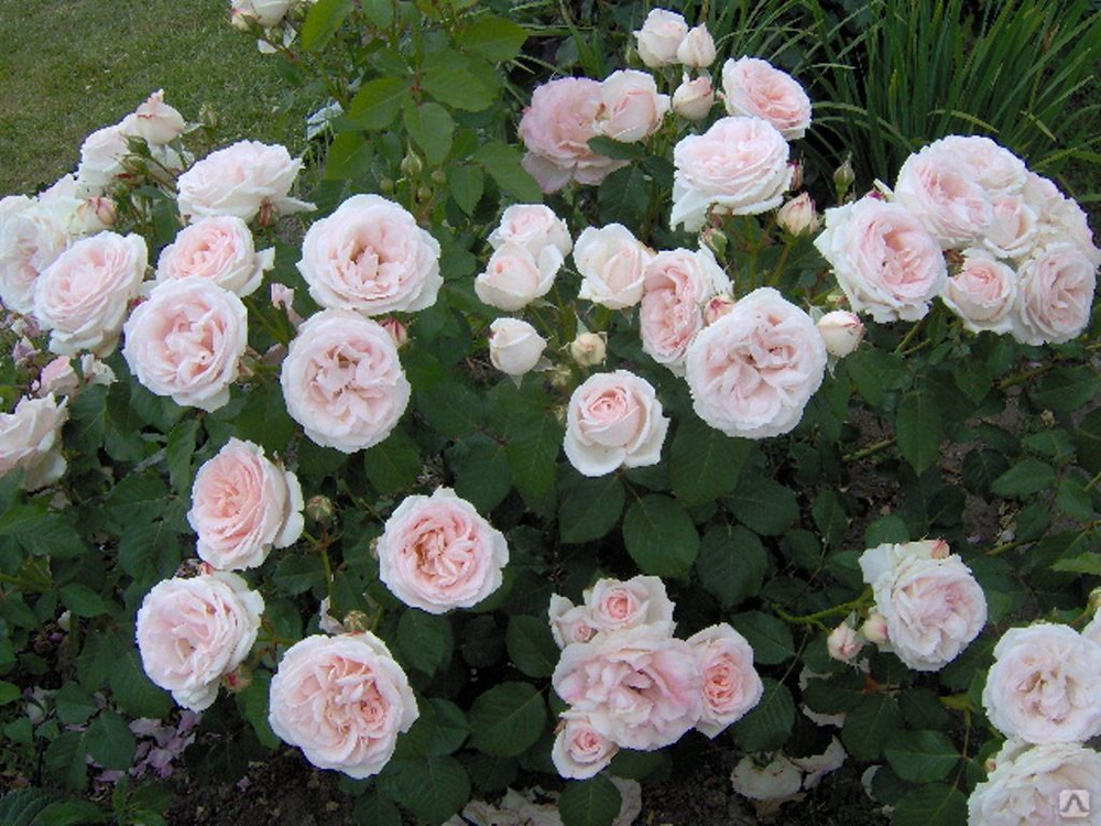 Роза клэр роуз фото и описание