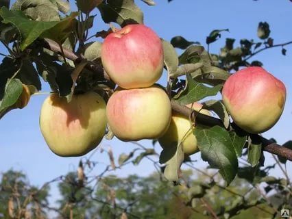 Яблоня плодовая - "Данила" 7лет