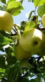Яблоня плодовая "Родниковая" 5лет
