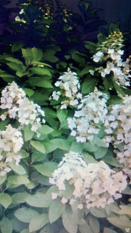 Гортензия метельчатая купить от 2 400 до 3 500 руб./шт. в Екатеринбурге ...