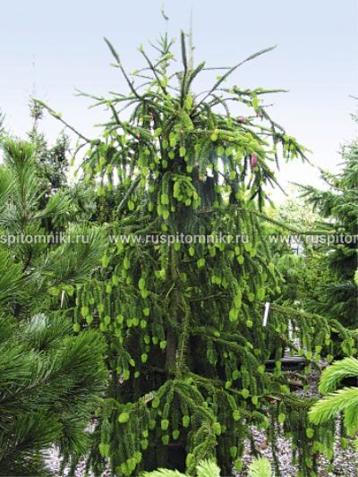 Ель обыкновенная Виргата (Picea abies Virgata) 7,5л 120-140